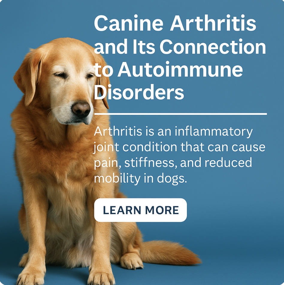 View of Canine Arthritis and Its Connection to Autoimmune Disorders ...